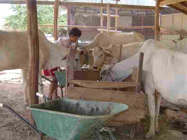 cowshed